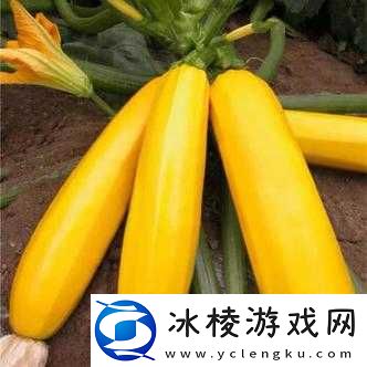 瓜色黄 HDXXXXXXXX：相关介绍