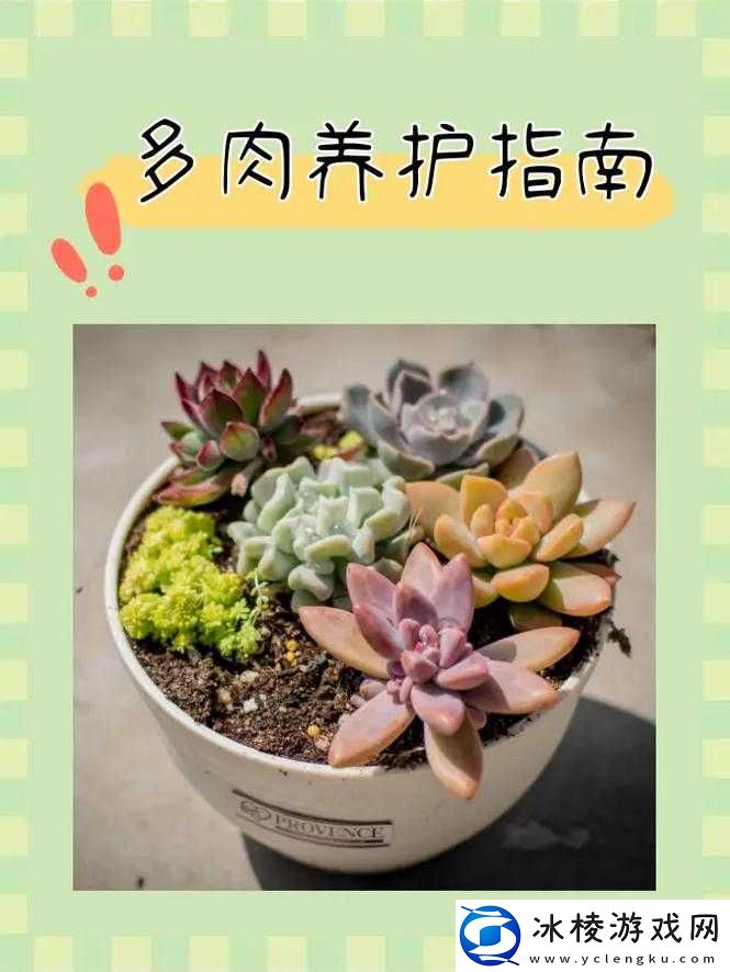 皇家共享小公主多肉养护方法：实用技巧指南