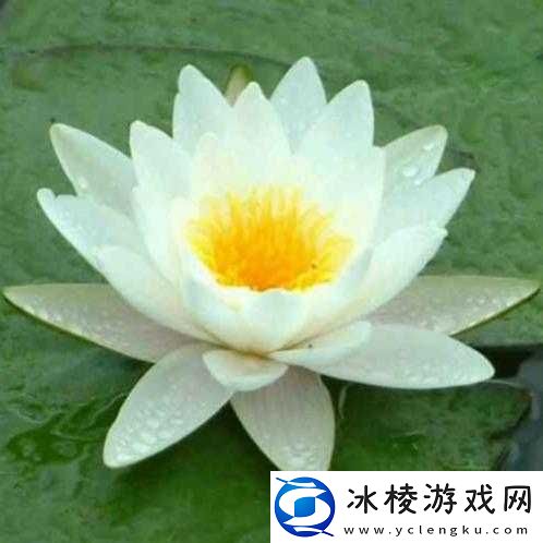 两瓣红莲今夜开一池碧水盼君浴：浪漫之约-情定今宵