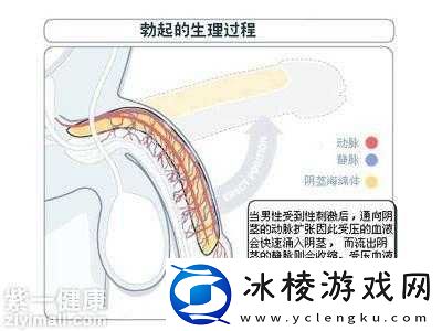 50岁硬不起是什么原因怎么办：揭秘中年男性性健康的困扰与应对之策