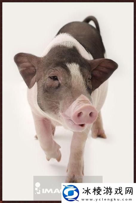 “Zoom猪”养成记