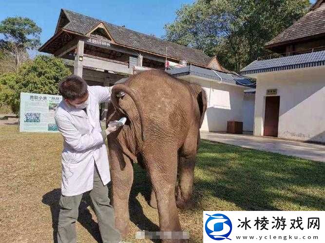 120 秒免费体检大象:大象也有健康权