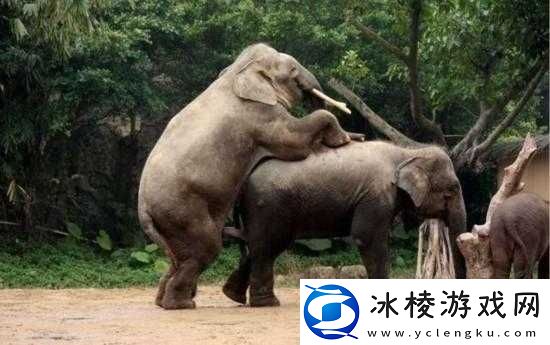 男女多 p 混交群：探索多重性爱的新领域