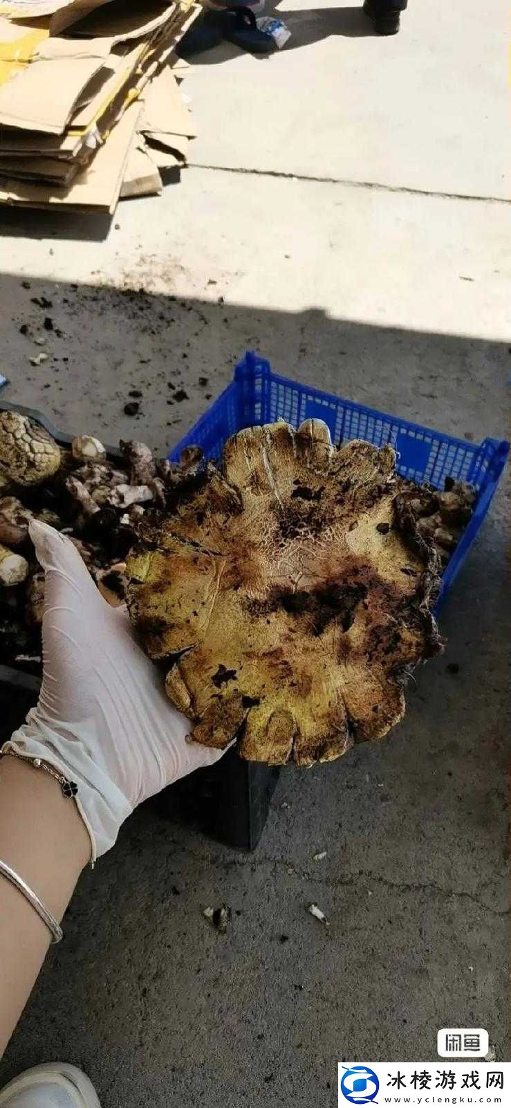 中国新疆 XXXXXL19D 蘑菇：一场关于自然与生命的奇妙探索