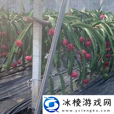 成品网站 W灬源码火龙果：画质清晰且流畅