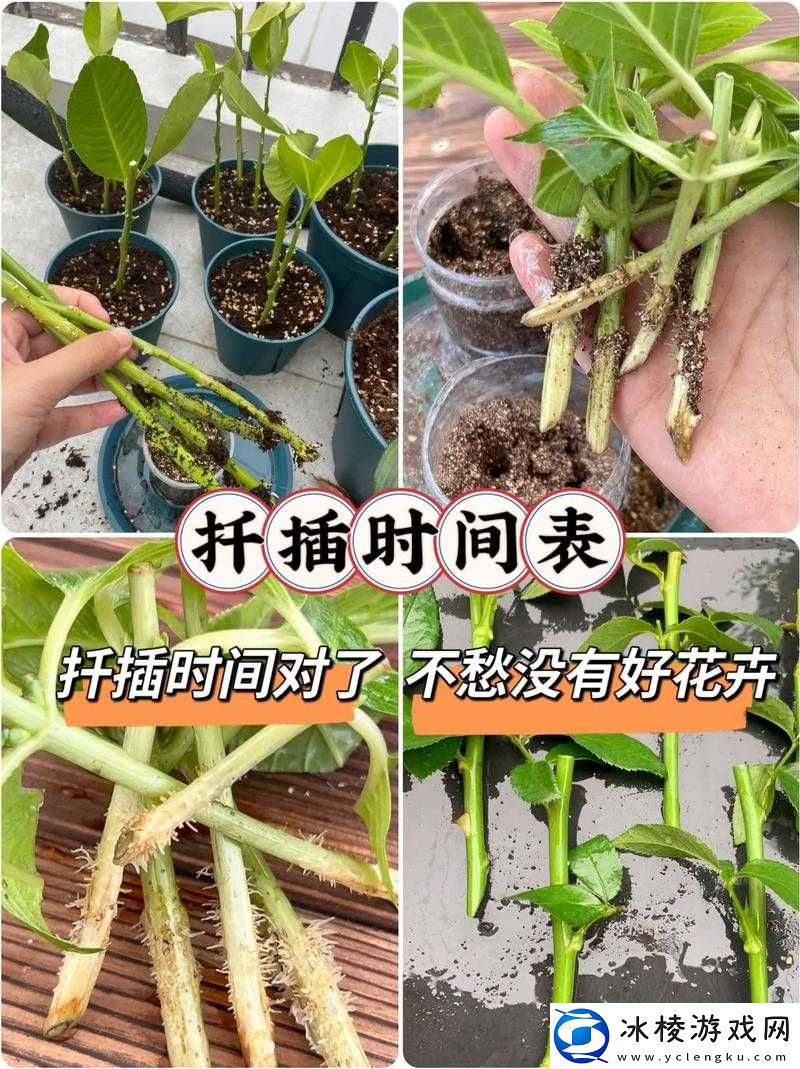 欧式 72 种扦插法的注意事项完成优化上线:实用指南