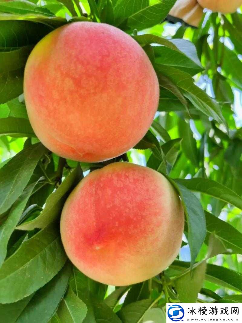 精美日产-MV-二线三线水蜜桃：多汁甜美-让你欲罢不能