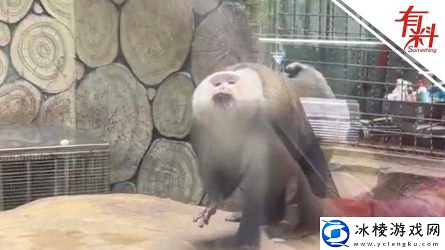 女生和男生一起生猴猴子：揭秘背后的奇妙缘分与挑战