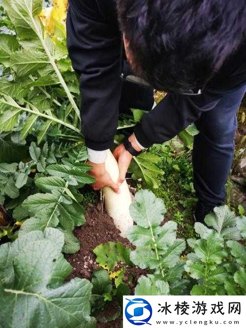 挤牛奶拔萝卜怎么拔：实用技巧分享