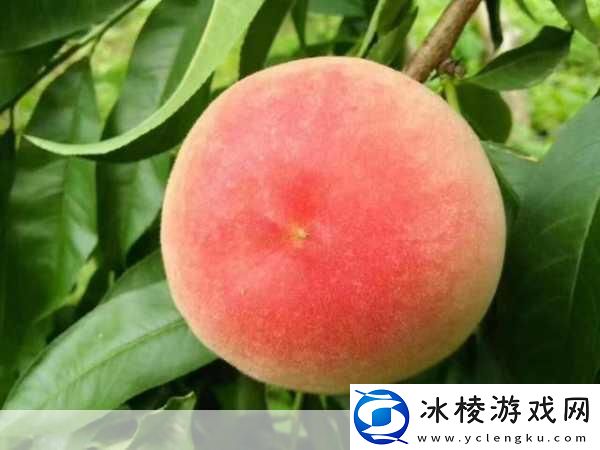 蜜桃熟了5D：蜜桃熟了5D-甜蜜盛宴来袭