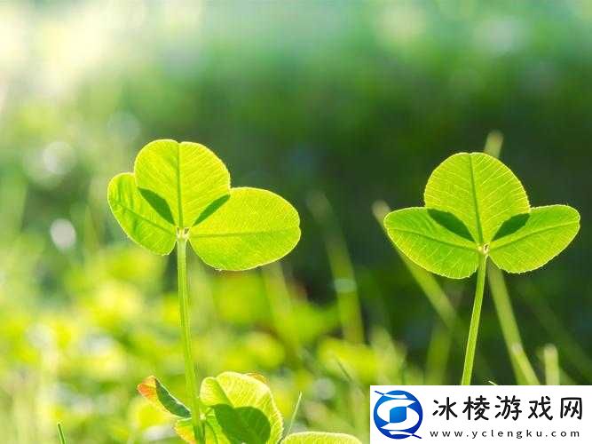 三叶草 gy3251:独特魅力之所在