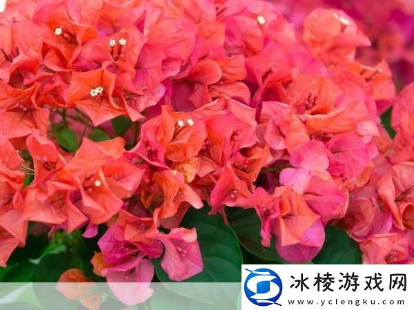 给我啊你的舌头向下这是啥歌曲：当然可以！以下是一些基于“给我啊你的舌头向下”的新标题建议：