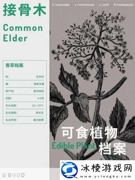 香草传媒：1.-香草传媒：引领数字时代的内容创新潮流