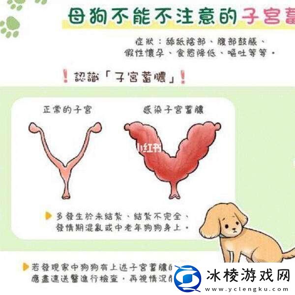 狗子宫「困局」-友热议的「新焦点」：解锁妙招大揭秘！