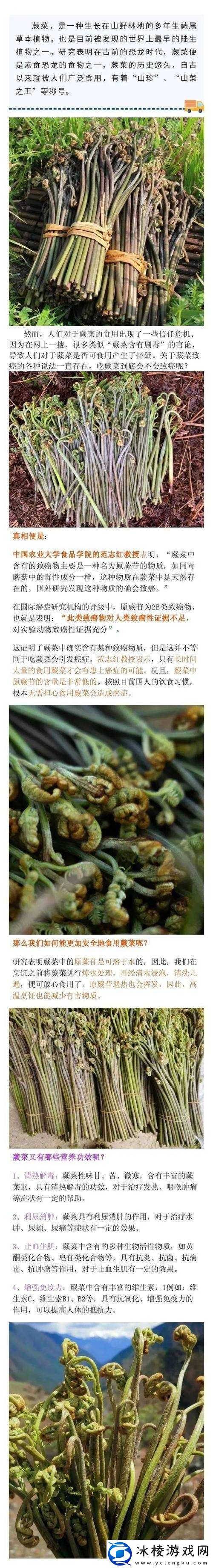 幻塔蕨菜：独特风味与营养价值的蕨菜详解
