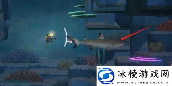 潜水员戴夫：探寻鲨鱼抓捕的奥秘