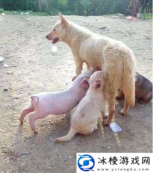 人或猪或狗最终被发现始末