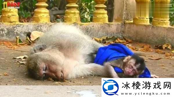 打扑生猴子：1.-发现打扑生猴子的乐趣与技巧