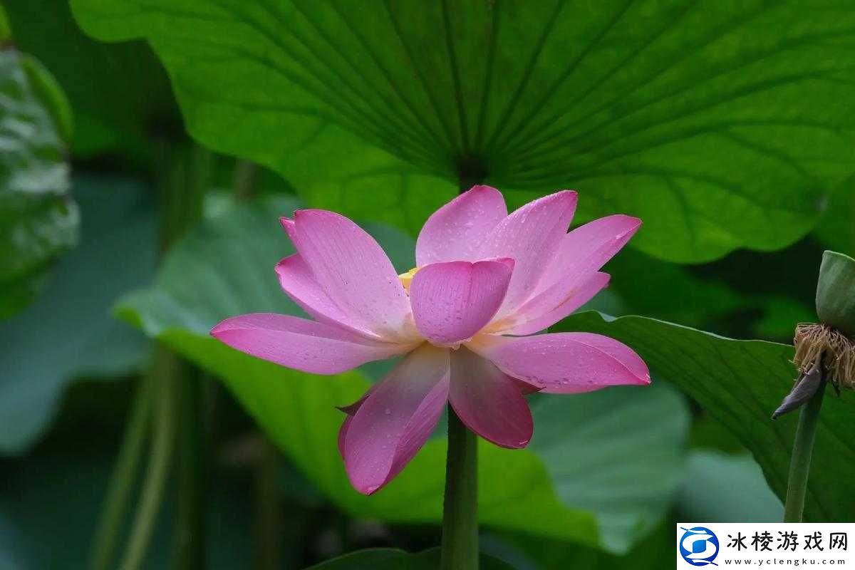 女性半夜莲花开什么意思：探索背后的隐秘含义