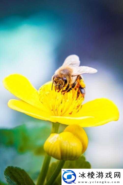 采蜜 1V.1H：甜蜜的探索之旅