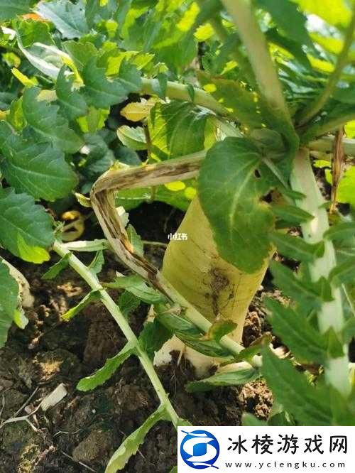 拔萝卜全程不该盖被子：背后的科学原理与实践指导