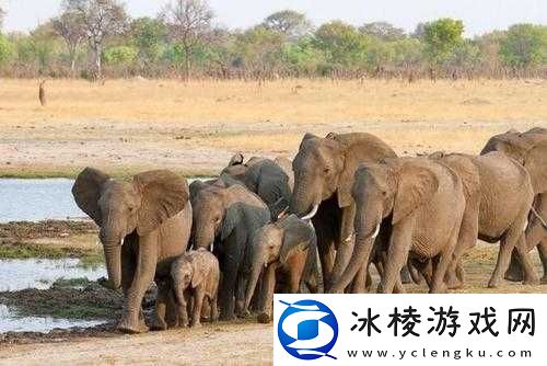 大象回家 2022 秘密人口：探索未知之旅