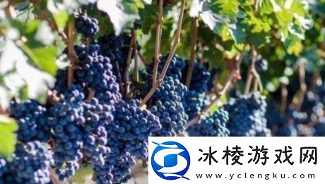 送去新疆数葡萄干是什么梗网络用语送去新疆数葡萄干梗意思及出处分享