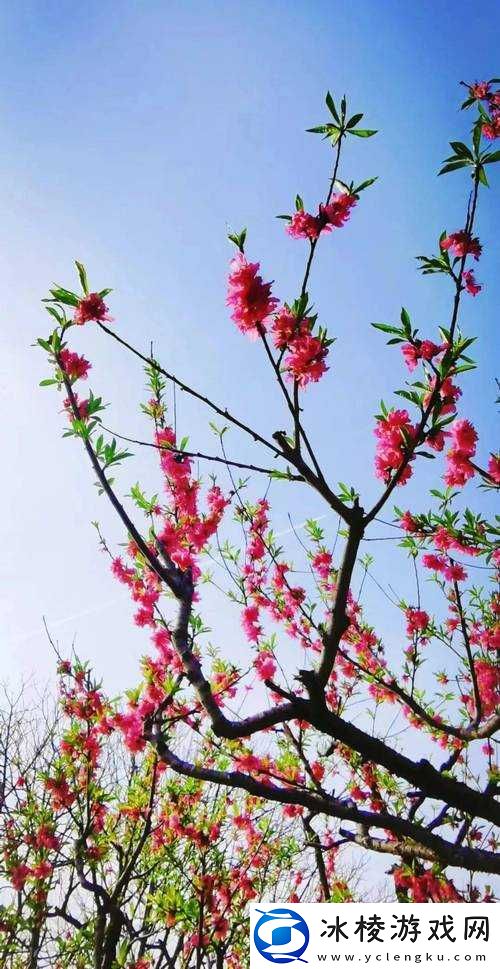 国色天香桃花朵朵开：春天的盛景