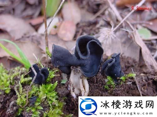 “黑硬蘑菇头”引发的科技狂潮：笑谈创新突破