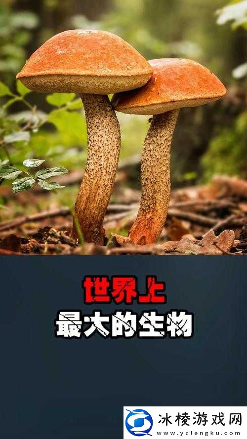 又大又黑又长的蘑菇头：探秘神秘的巨型菌类奇观