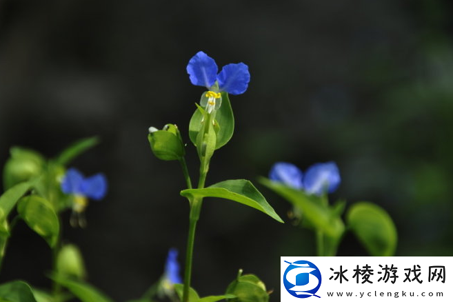 梦幻西游手游：靛青情花获取攻略详解，助你轻松掌握靛青情花获取秘籍