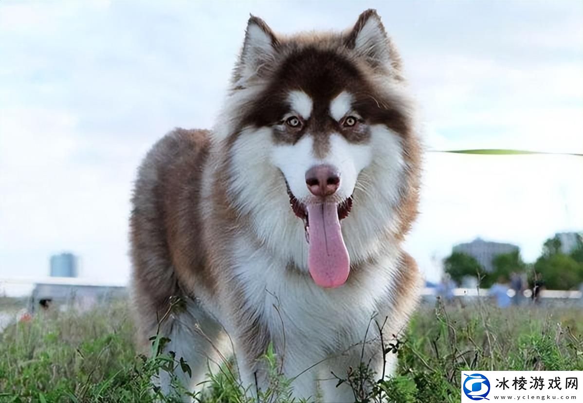 女人专属汪星人-友热议笑翻天！