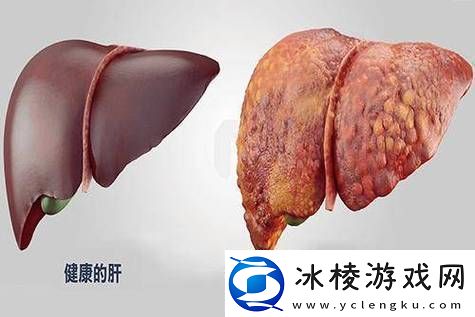 老公每天吃我小花园会伤肝吗：探讨健康饮食中的花草养生