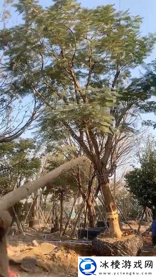 鍚堟㈡卲lay-鏄ラ庡嚖楦炬呰嗛-的奇妙之旅