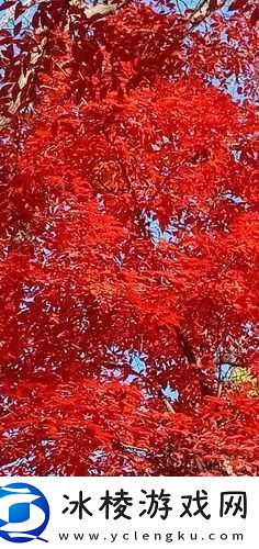 霜叶红于二月花-探寻蚂蚁庄园-10.2-答案中的红叶之谜