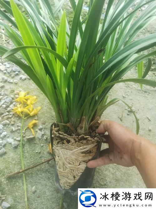 内容丰富用龙根养大的公主-友：这一切太奇幻了！