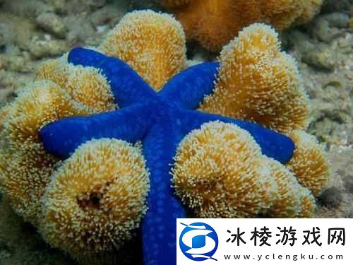 涓鏈澶ч亾鑹插崱1鍗2鍗3：独特魅力的展现