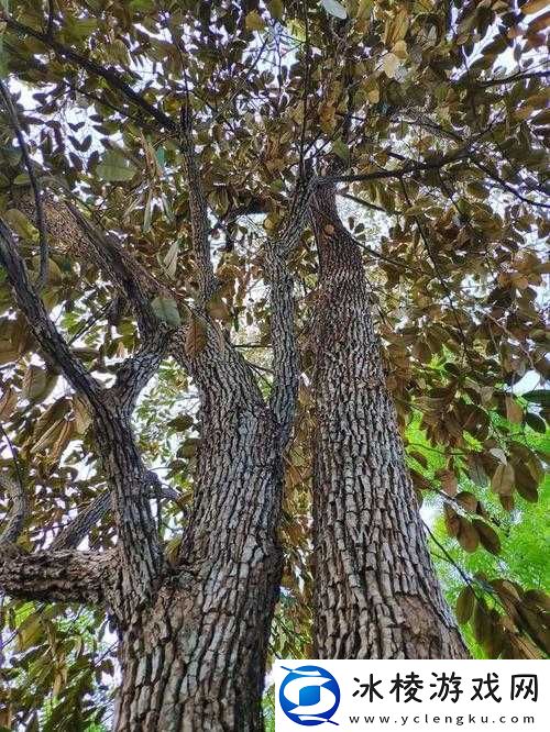 濂剁樉楠ㄧ：揭开神秘面纱