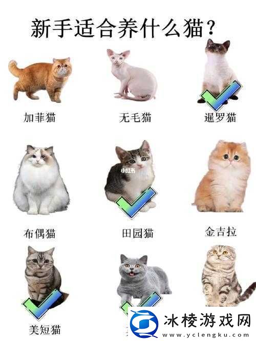 猫之城养猫秘籍：专家级培养技巧大揭秘