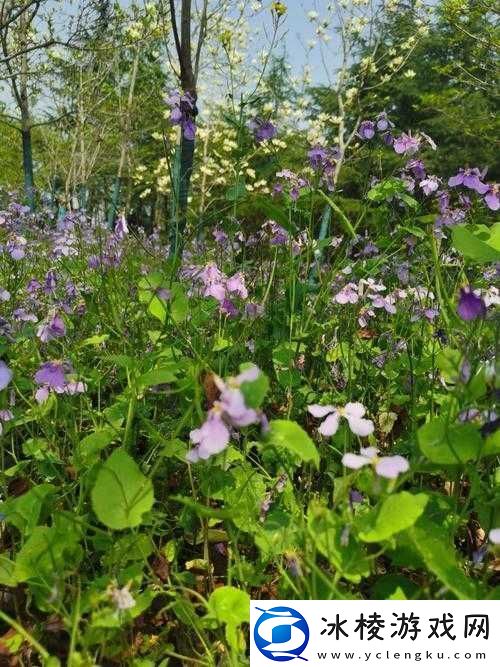 暮夕深林的资源盛宴：神秘的自然馈赠