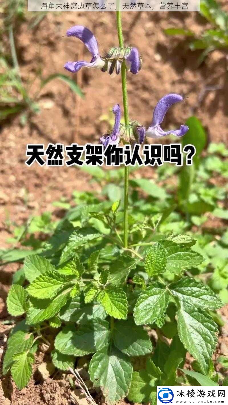 海角大神窝边草怎么了-天然草本-营养丰富