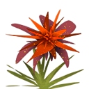 香溢玉米点心合成表图鉴：攻略明确战斗策略