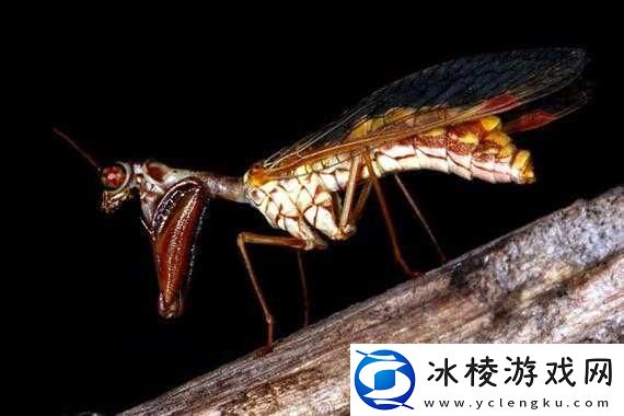 zzji欧洲大全：内容介绍