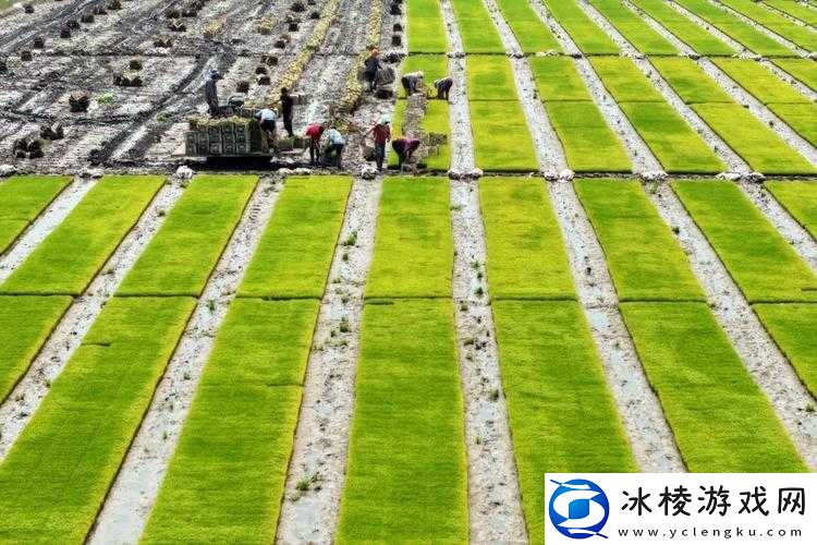 夫妻间-100-间插秧法人民相关内容解读