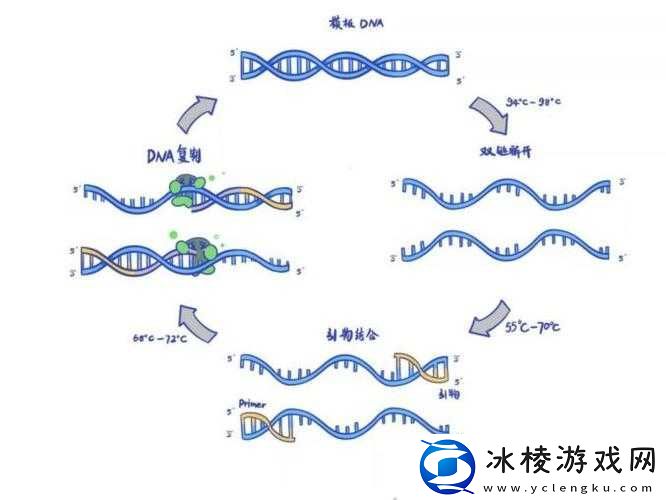 DNA-非特异性杂交：原理与应用探究