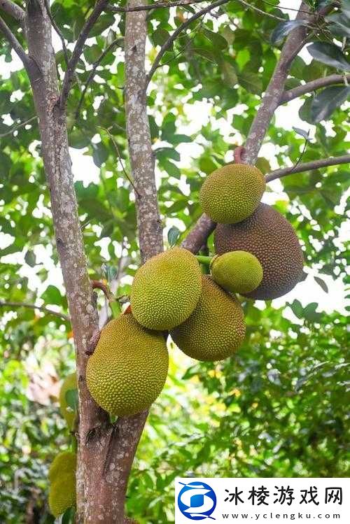 草莓秋葵榴莲视频大全：美味水果与奇妙口感的完美结合