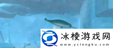 大白鲨打法攻略:游戏内元素反应机制