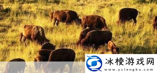 老牛嫩草一二三产品区别：1.-老牛嫩草：各年龄段的情感需求之探讨