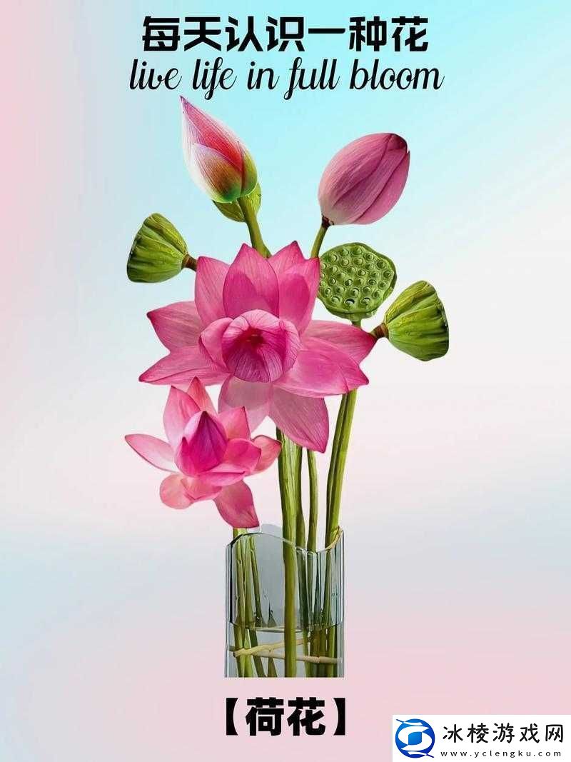 女性半夜莲花开放的治疗：神秘疗愈之路