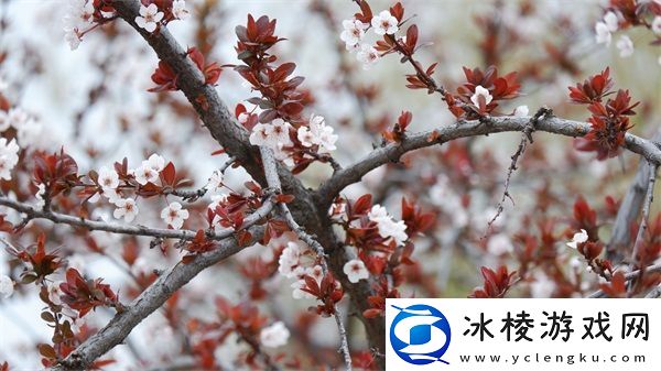 亚洲尺码日本尺码专线：解决购物尺码困惑的最佳选择